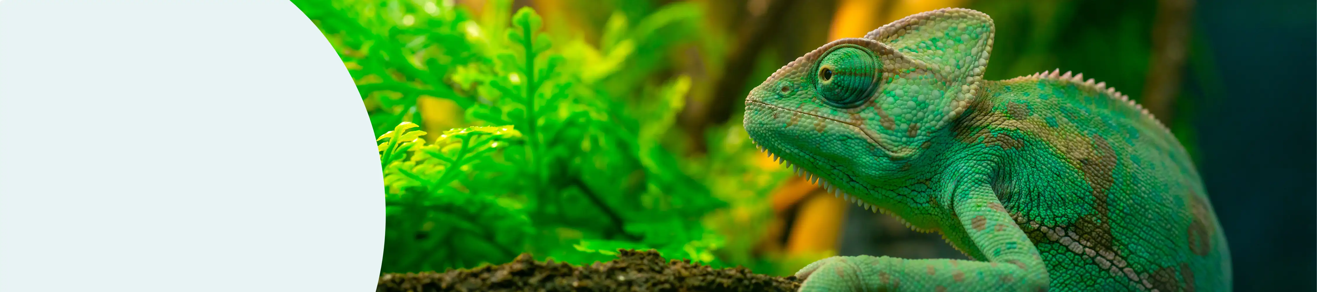 Reptiles & Amphibians