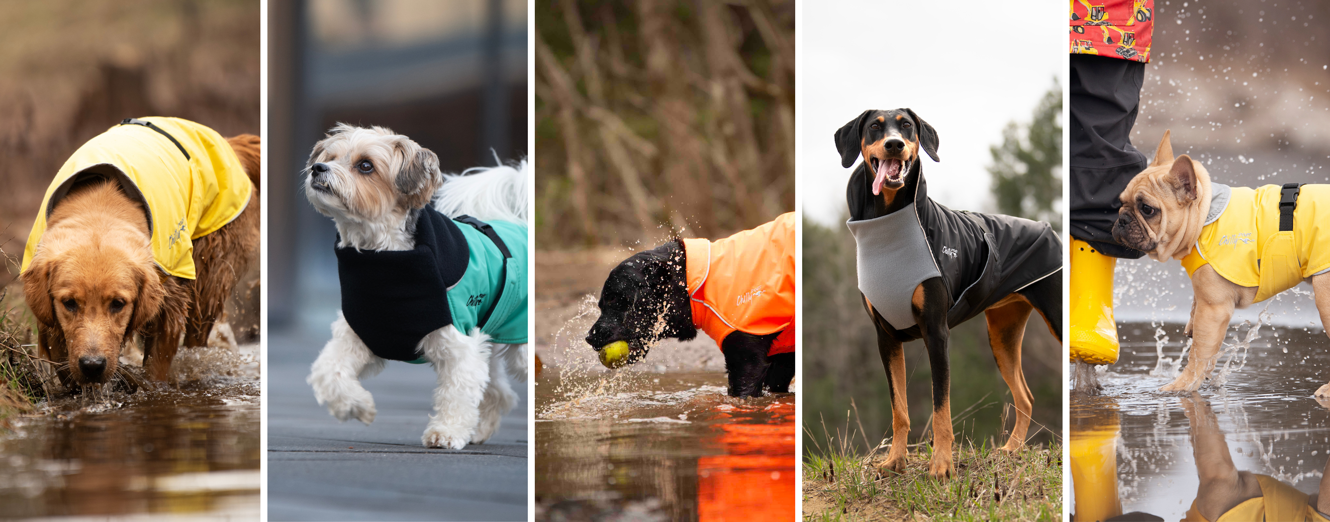 Chilly Dogs